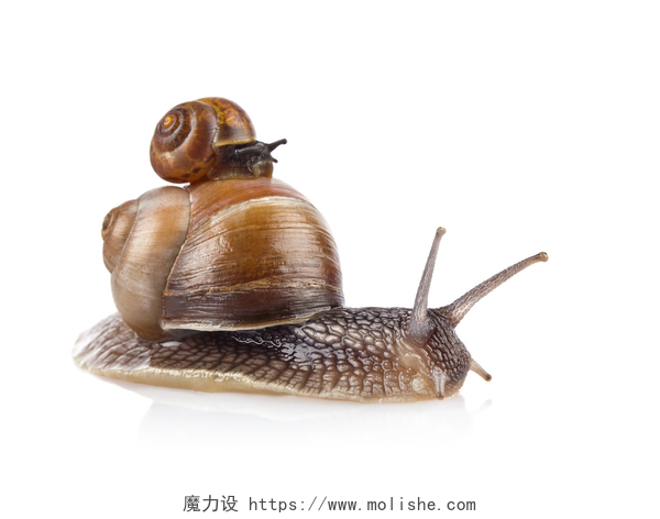 白色背景上一个蜗牛特写花园里的蜗牛 (庭园大蜗牛) 出租车